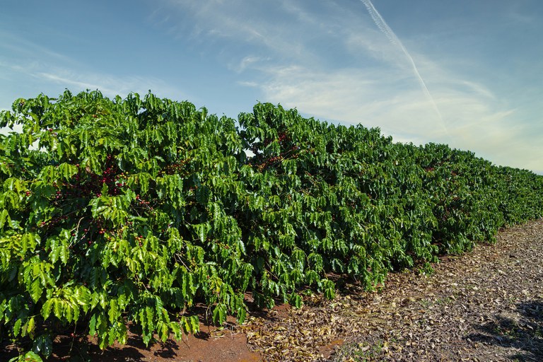 Cafés conilon e robusta somam 662 mil sacas enviadas ao exterior em um  único mês - Em Dia ES