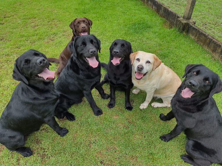 Atletas paralímpicos ganharão cães-guias