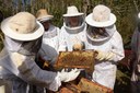 Projeto SOS Abelhas combate ataques de enxames sem causar danos aos insetos