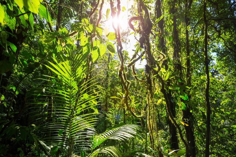 Cursos do Serviço Florestal Brasileiro estão com as inscrições abertas