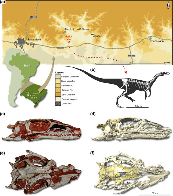 Dinossauro com 233 milhões de anos tem cérebro reconstituído