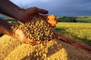 Valor Bruto da Produção Agropecuária para 2020 é estimado em R$ 683,2 bi, diz ministério