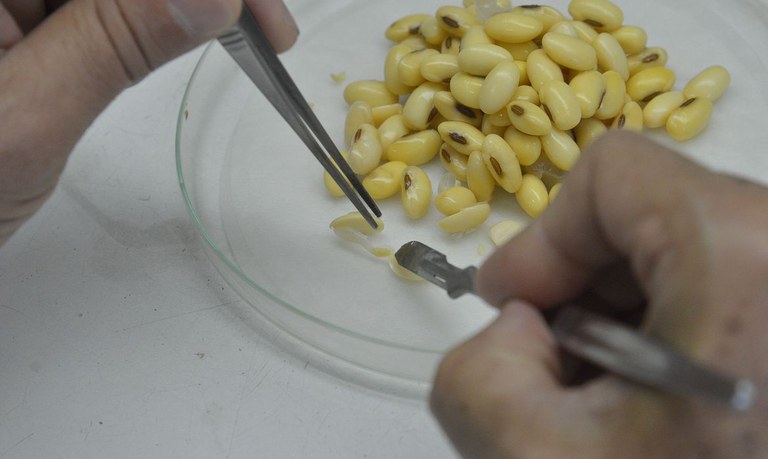 Biotecnologia fortalecerá setores de indústria, saúde e agronegócio