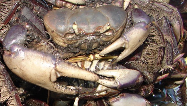 Caranguejo-uçá entra em período de reprodução