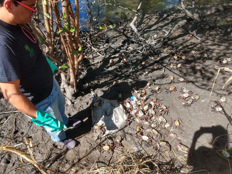 Carangueijo-uçá em período de defeso | Foto: Acervo ICMBio