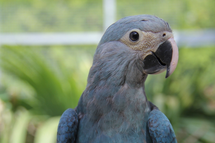 No isolamento, Ararinhas-azuis superam expectativas de adaptação