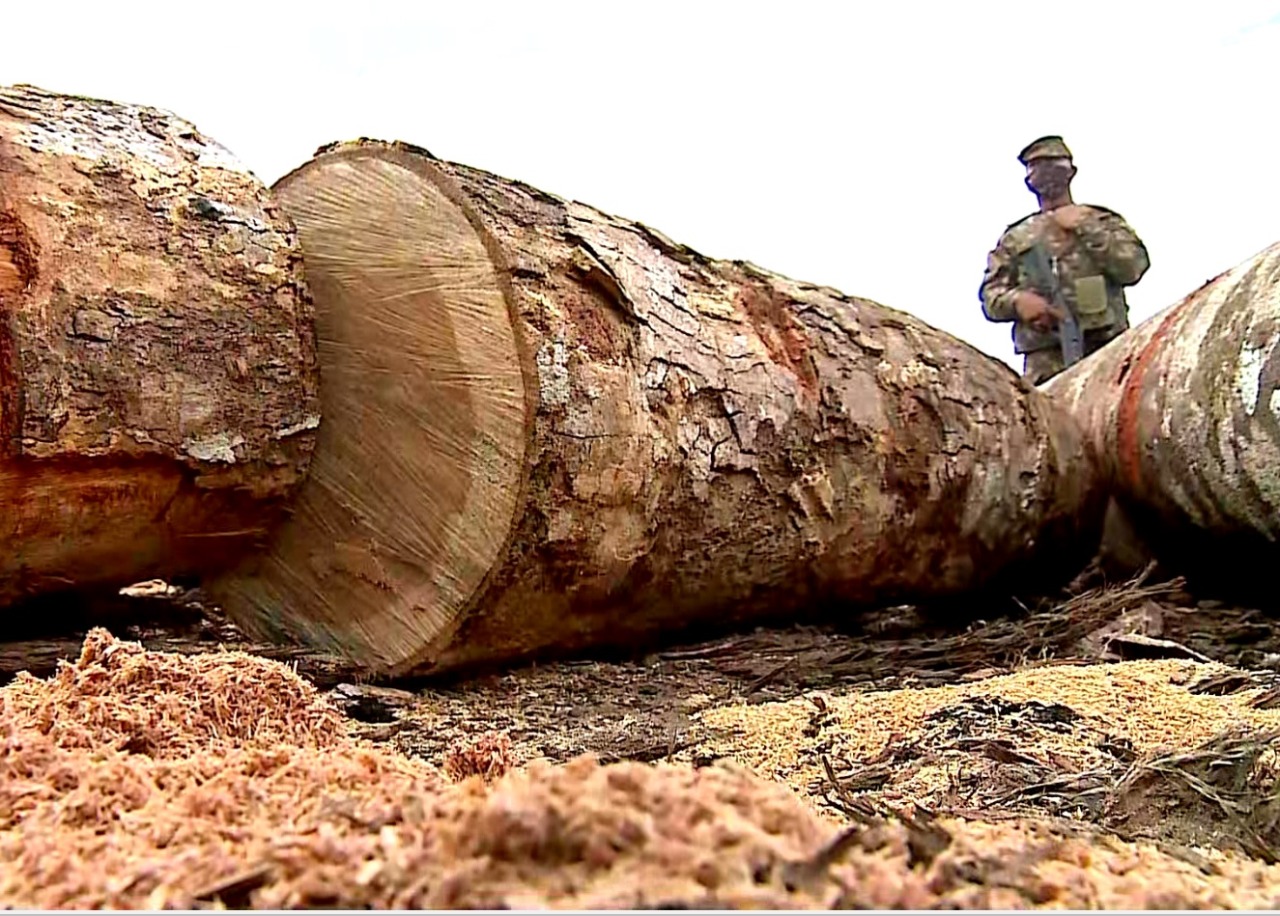 Combate a crimes e desmatamento estão na mira de operação na Amazônia Legal