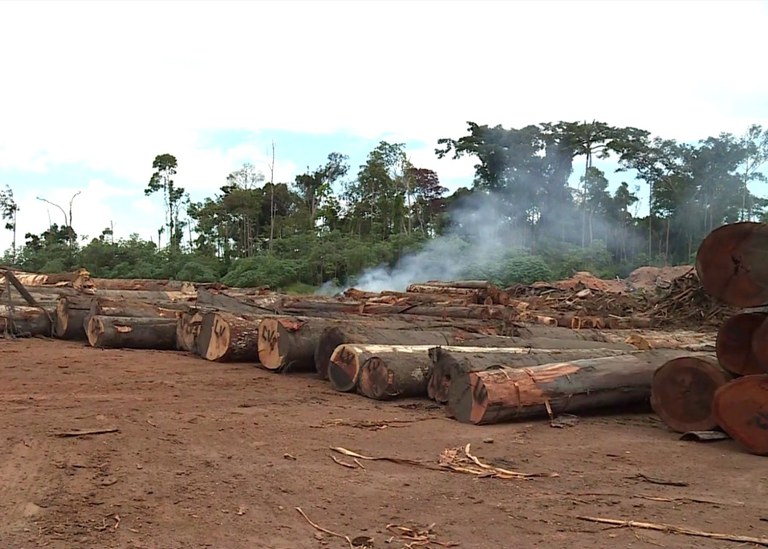 Fiscais investigam extração de madeira irregular em Rondônia
