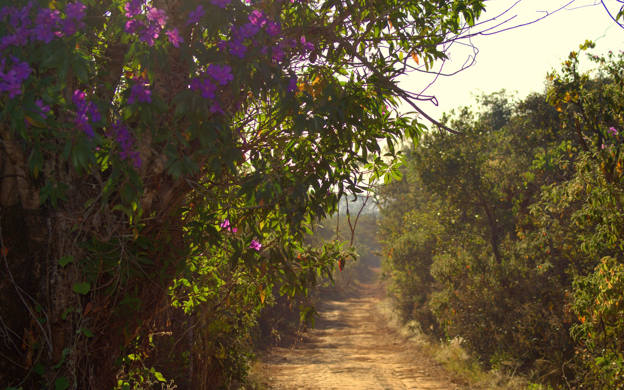 ICMBio autoriza retorno de visitação no Parque Nacional de Brasília