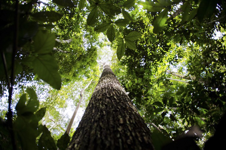 Aplicativo Guardiões da Amazônia recebe denúncias de crimes ambientais