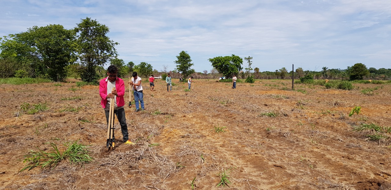 Governo Federal investiu quase R$ 1 milhão na recuperção de vegetação nativa em Terras Indígenas