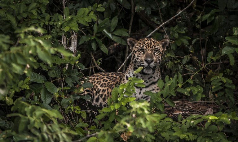 Petrobras faz doação para ajudar no resgate de animais no Pantanal