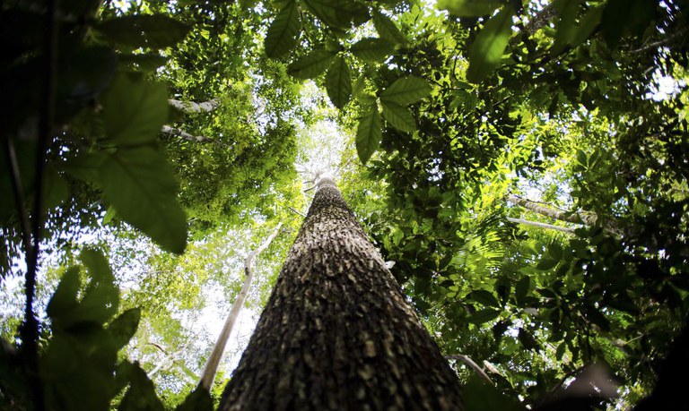 Floresta + Carbono incentiva conservação de vegetação nativa