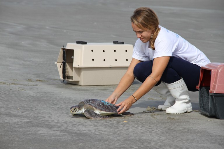 Ibama promove o maior Projeto de Monitoramento de Praias do mundo