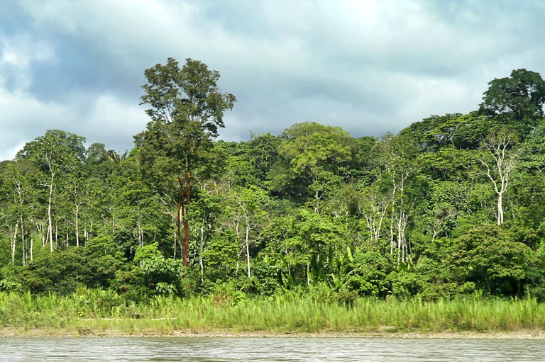 Cai índice de desmatamento na Amazônia Legal em janeiro deste ano