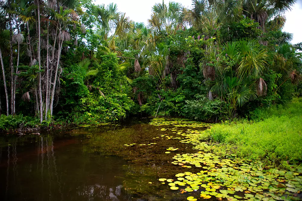 Reserva Extrativista Chocoaré-Mato Grosso é adotada