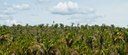 Encaminhada oitava adoção na Amazônia