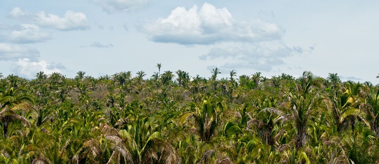 Encaminhada oitava adoção na Amazônia
