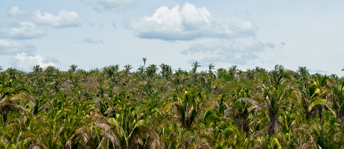 Encaminhada oitava adoção na Amazônia