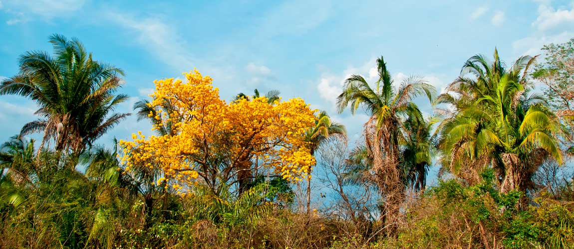 Mais uma Unidade de Conservação é adotada pela iniciativa privada