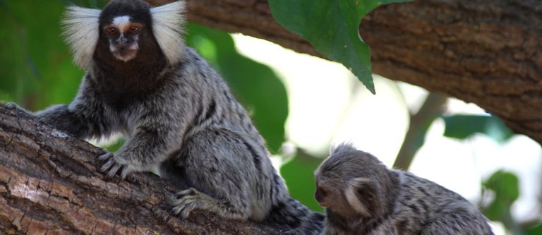 MMA cria programa para resgatar animais silvestres