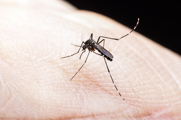 Campo Grande (MS) será o segundo município brasileiro que terá mosquitos que combatem a dengue