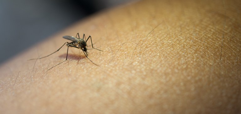 Ministério da Saúde alerta para riscos de dengue no período chuvoso