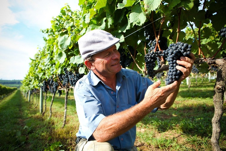 Produção de uva gera emprego e renda a milhares de famílías no país. Crédito: Ibravin