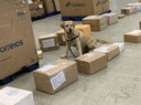 Cães de faro correios.jpg