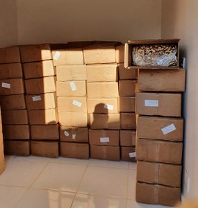 apreenscastanhas2.jfif