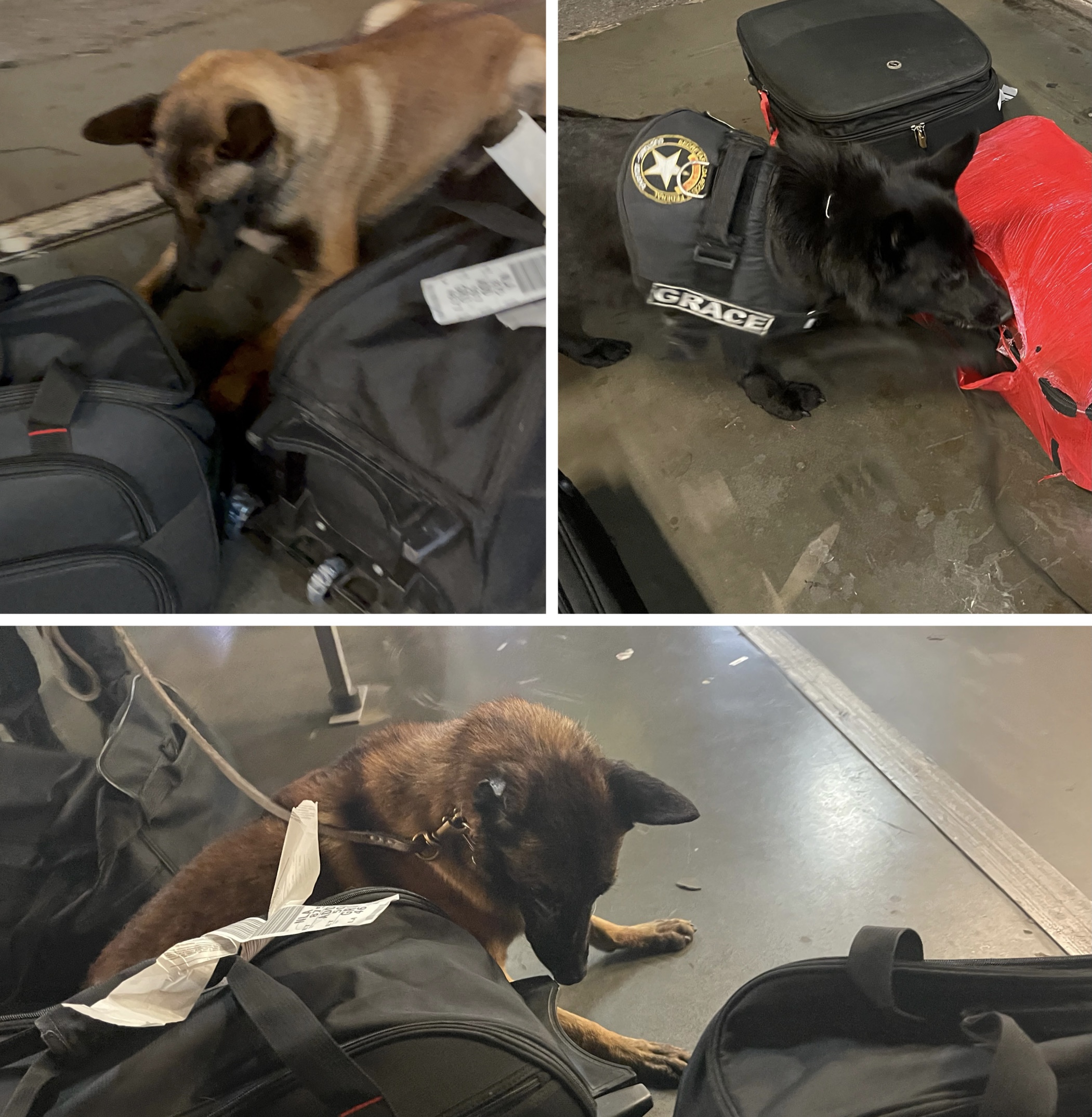 Receita Federal - Apreensão de cocaína - 7.jpg