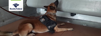 Receita Federal e Polícia Federal interceptam 47 kg de cocaína no Porto de Santos