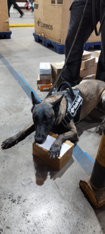 Cadela de faro Ursa da Receita Federal