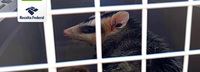 Homem é preso na Ponte Internacional da Amizade com animais silvestres debilitados