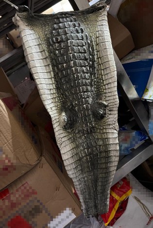 Pele de jacaré in natura.