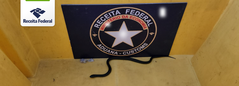 Apreensão de cobras