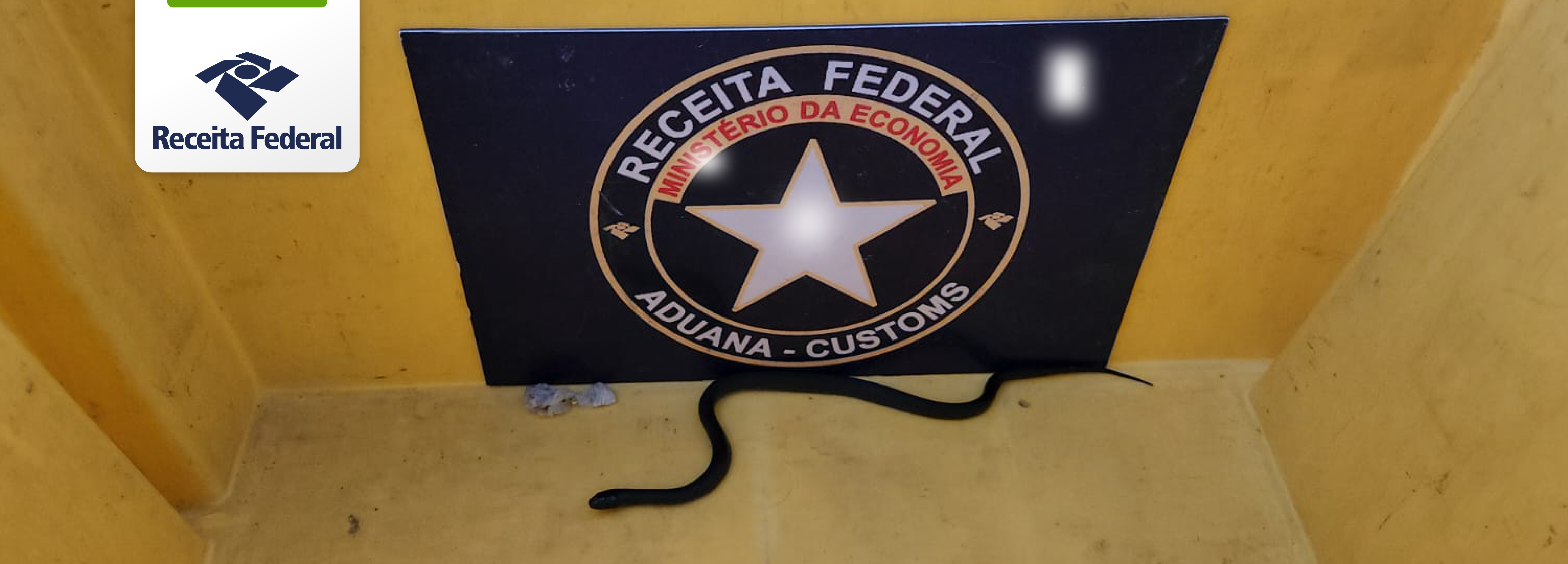 Apreensão de cobras