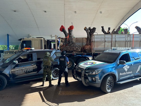 Apreensão de oliveiras centenárias.