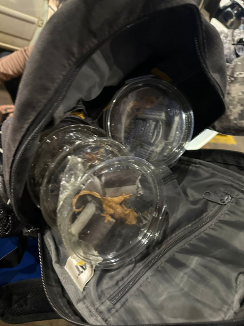 Apreensão de animais exóticos