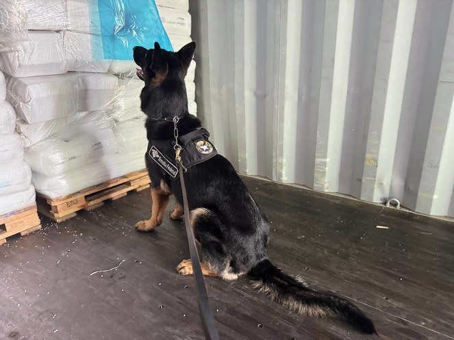 Apreensão de cocaína