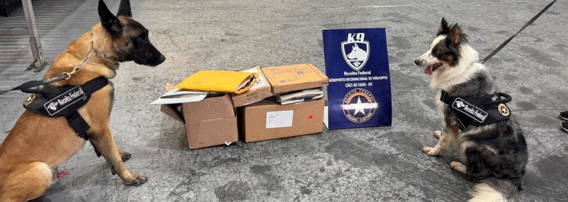 Thor, um cão de faro da raça Border Collie, completou dois anos no último dia 27 de dezembro e já se destaca pelo alto desempenho nas atividades operacionais.