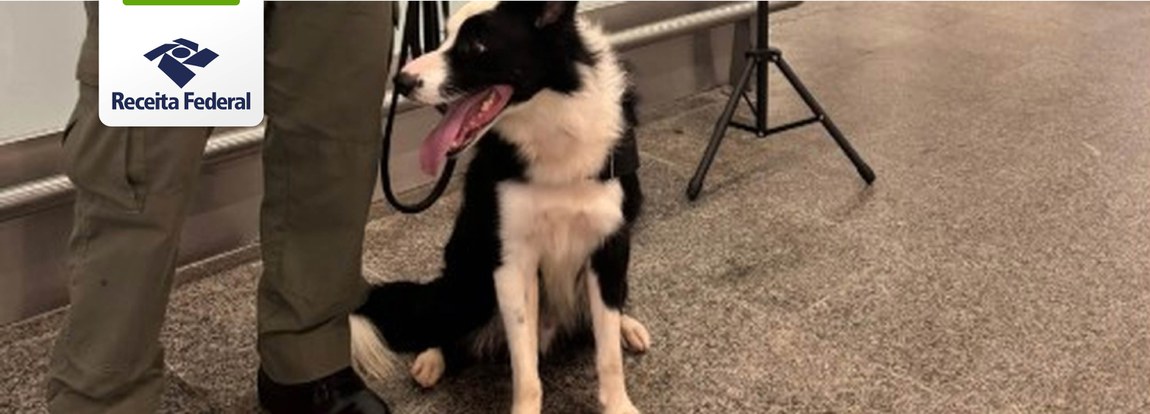 Max é o primeiro cão da Receita Federal a receber treinamento específico para apresentações institucionais e interação social, tornando-se um integrante fundamental nas ações de Cidadania Fiscal.