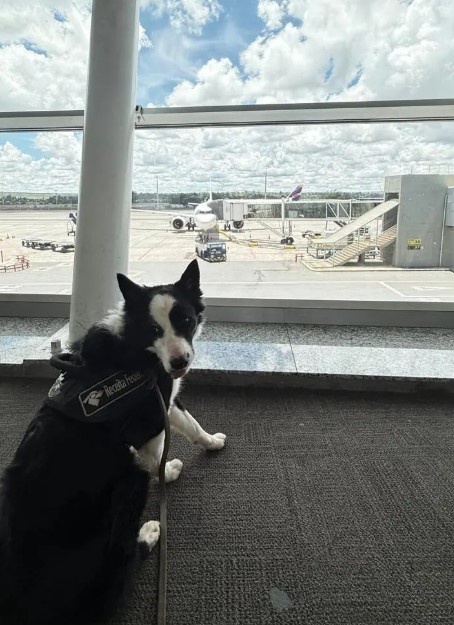 K9 Max