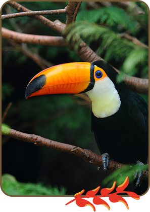 Imagem de tucano