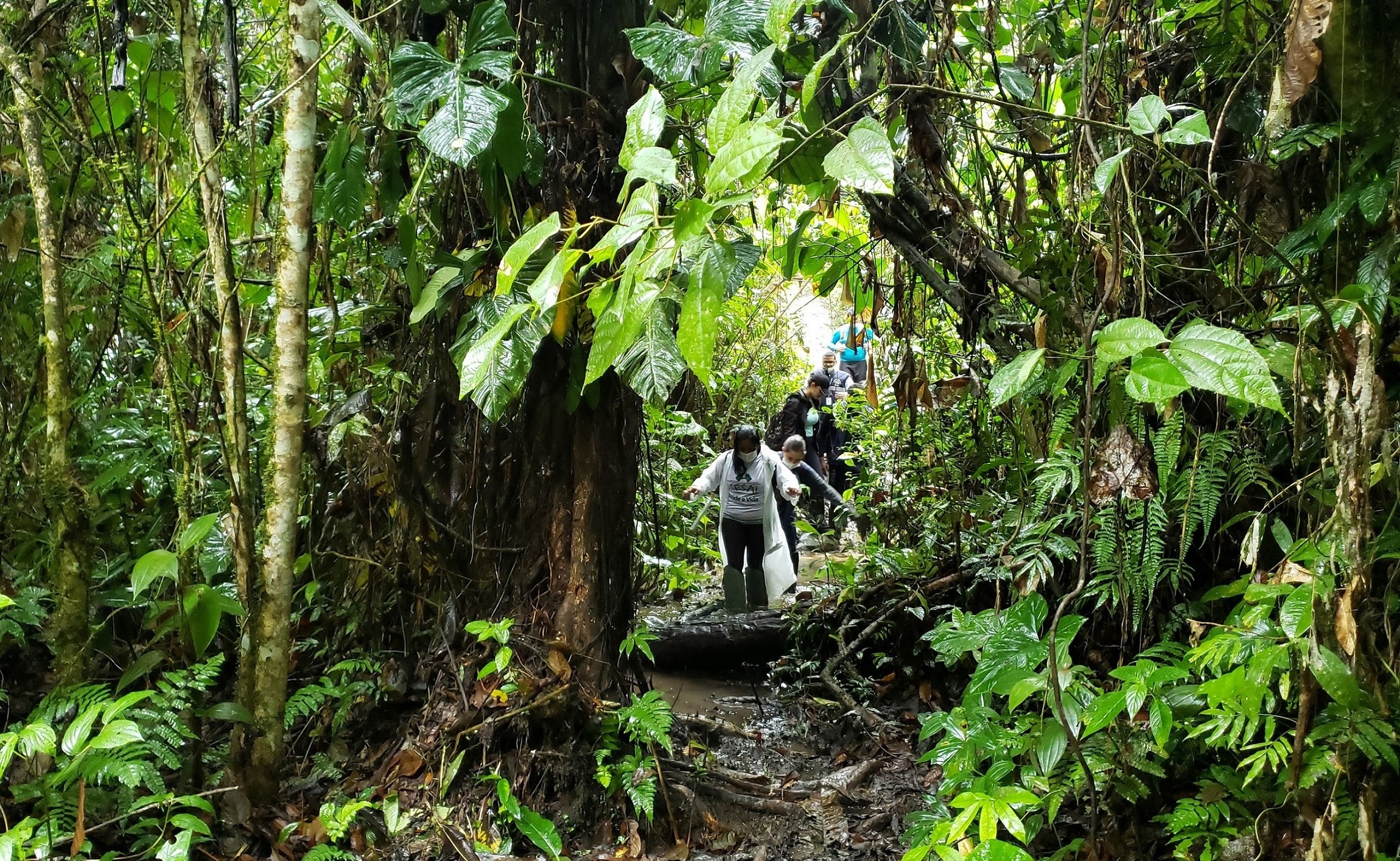 Caminhos da vacina 3