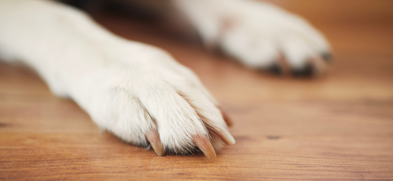 variola em animais.png