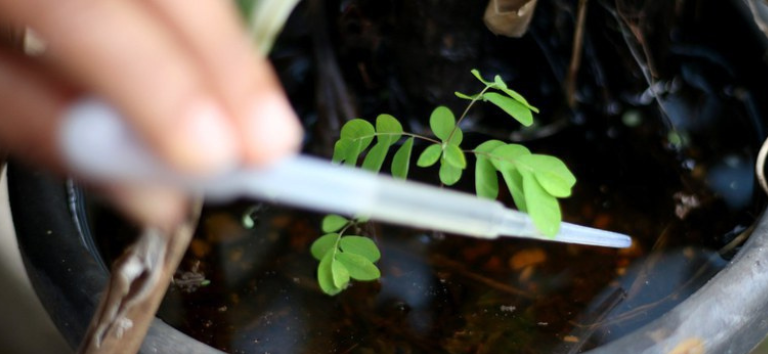 Dez minutos contra o Aedes: saiba como eliminar focos do mosquito da dengue