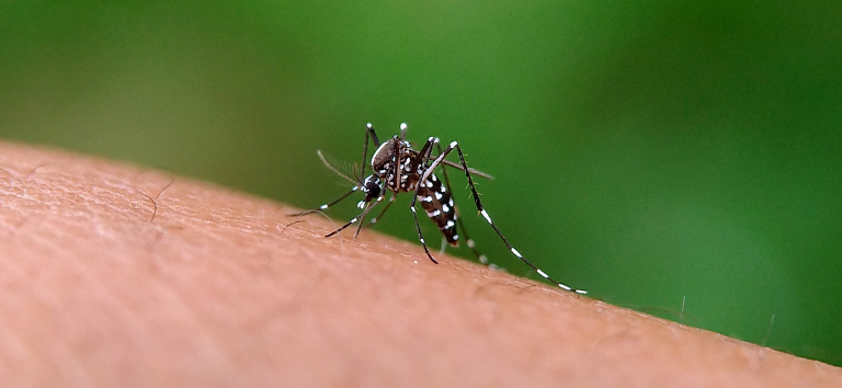 Casos de chikungunya aumentaram neste início de ano; confira medidas para prevenir