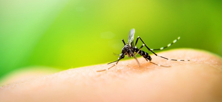 Com início do período chuvoso, Ministério da Saúde reforça orientações para combate à dengue em residências — Ministério da Saúde