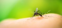 Com início do período chuvoso, Ministério da Saúde reforça orientações para combate à dengue em residências